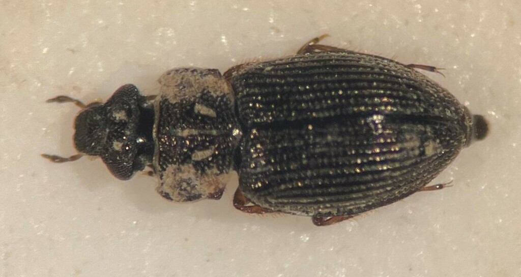 Ochthebius apache