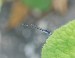 Agriocnemis splendidissima