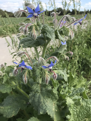 Borago officinalis