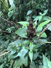 Justicia carnea