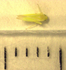 Anzygina agni