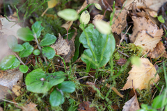 Pyrola media