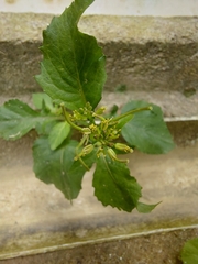 Rorippa