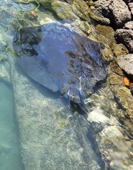Bathytoshia brevicaudata