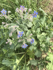 Borago officinalis