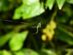 Leucauge argyrobapta