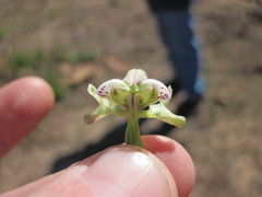Disperis circumflexa