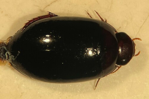 Platambus semivittatus