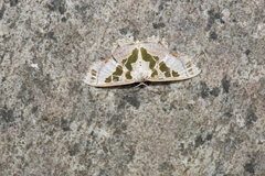 Scopula divisaria
