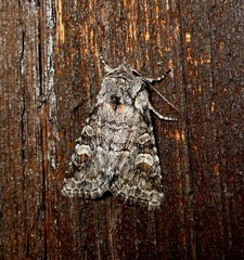 Brachylomia viminalis