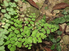 Adiantum tenerum