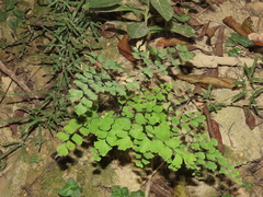 Adiantum tenerum