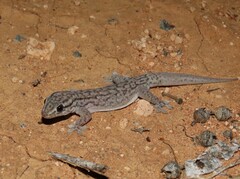 Gehyra versicolor