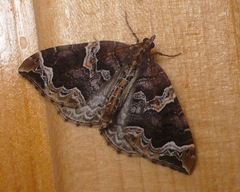 Eulithis prunata