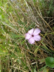 Dianthus gallicus