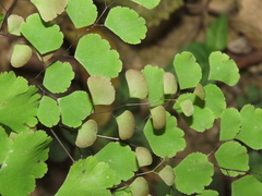 Adiantum tenerum