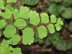 Adiantum tenerum