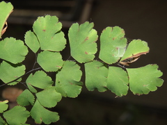 Adiantum tenerum