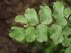 Adiantum tenerum