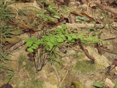 Adiantum tenerum