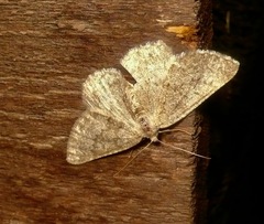 Gnophini