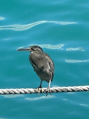 Butorides striata sundevalli