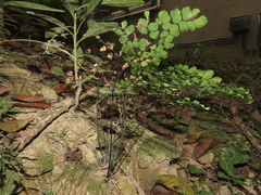Adiantum tenerum