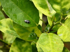 Oedionychina