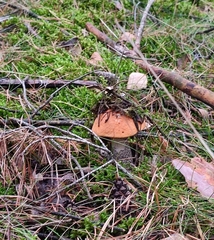 Leccinum