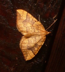 Eulithis populata