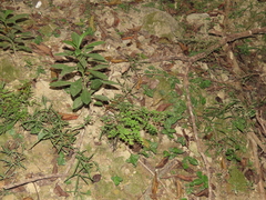 Adiantum tenerum