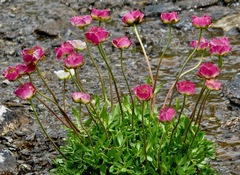 Ranunculus glacialis