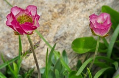 Ranunculus glacialis