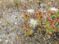 Mesembryanthemum crystallinum