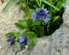 Veronica alpina