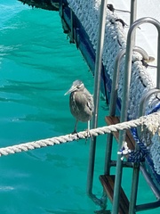 Butorides striata sundevalli