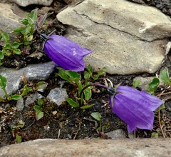 Campanula cochleariifolia