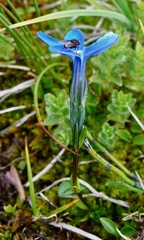 Gentiana rostanii