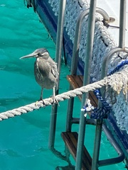 Butorides striata sundevalli