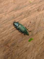 Psiloptera