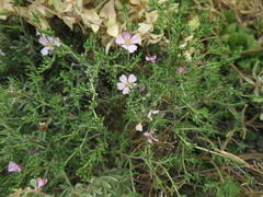 Frankenia pauciflora