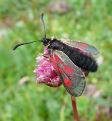 Zygaena exulans