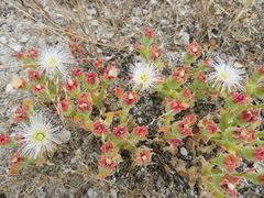 Mesembryanthemum crystallinum