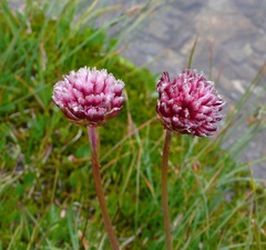 Armeria