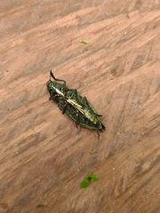 Psiloptera
