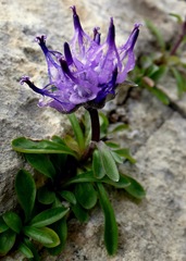 Phyteuma globulariifolium
