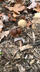 Psathyrella