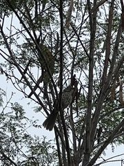 Toxostoma longirostre