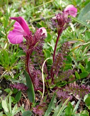 Pedicularis kerneri