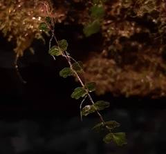 Asplenium trichomanes